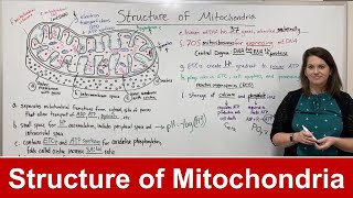 Structure of Mitochondria [upl. by Asirrac5]