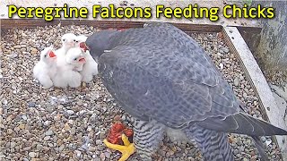 Peregrine Falcons Feeding Chicks at Worcester Cathedral Bell Tower Uk [upl. by Blisse]