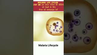 Malaria life cycle। biologyshorts viralvideo [upl. by Alston]