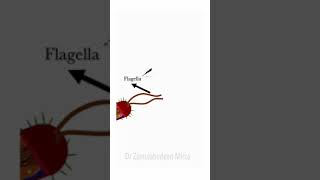 Bacteria flagella  ZMD Health Science [upl. by Adeehsar]