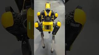 Spot  Boston Dynamics’ robot dog [upl. by Onfre491]