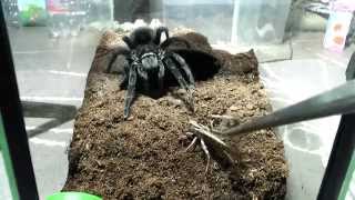 Tarantula feeding video 3 [upl. by Elsinore993]