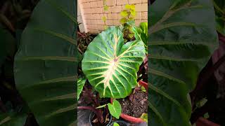 Colocasia Plant വെള്ളത്തിൽ വളരുന്ന ചേമ്പ് [upl. by Demahom]