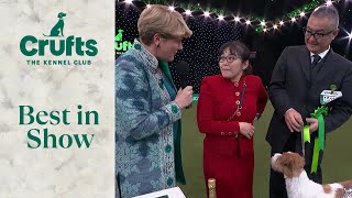 Reserve Best In Show Interview  Crufts 2024 [upl. by Gracia893]