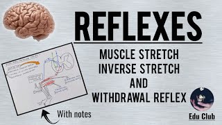 Reflexes  Muscle Stretch Inverse Stretch and Withdrawl Reflexes [upl. by Arlie]