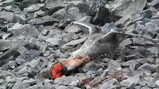 Giant Petrel Eating Baby Penguin Alive [upl. by Notliw460]