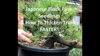 Japanese Black Pine Bonsai Seedlings How To Develop And Thicken Trunks Faster [upl. by Hamachi]