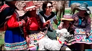 Cusco mujeres con llamas piden comprensión a las autoridades municipales [upl. by Anytsyrk]