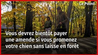 Vous devrez bientôt payer une amende si vous promenez votre chien sans laisse en forêt [upl. by Nairahcaz647]