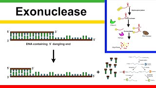 exonuclease [upl. by Haral]