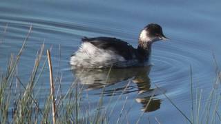 BlackNecked Grebe [upl. by Worrad473]