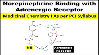 How Noradrenaline  Norepinephrine binds with adrenergic receptor [upl. by Aicilas]