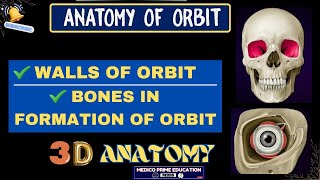 Anatomy of orbit  Boney Orbit  Orbit Anatomy in 3D  Walls of orbit mbbs youtube [upl. by Atikam]