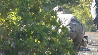 bowhunting boars in cape york tahni [upl. by Katerina]