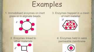 A level S5 Immobilisation of enzymes Ms Cooper [upl. by Martainn685]