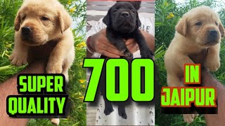 Top Quality Labrador Puppies For Sale in Jaipur  Dog Market In Jaipur  GPY DOG KENNEL [upl. by Leugimesoj745]