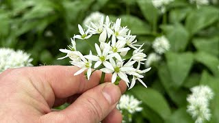 Edible Thyme Leaved Sandwort not Chickweed [upl. by Falito823]