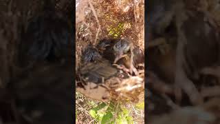 Baby Bird Golden Crowned Sparrow EP01156 Egg citing Ornithology Nature Biodiversity Eggcepti [upl. by Ury]