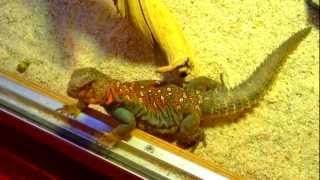 Ocellated Uromastyx U Ocellata [upl. by Fem]