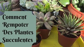 🌵 Rempoter des Plantes Succulentes 🌵  TUTO REMPOTAGE [upl. by Oicnerual]