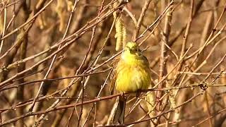 Yellowhammer in a tree [upl. by Vaden972]