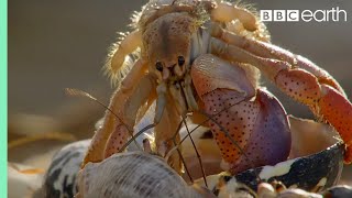 Crabs Trade Shells in the Strangest Way  BBC Earth [upl. by Pembroke]