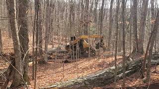 Bell buncher cutting big hardwood [upl. by Jerold]