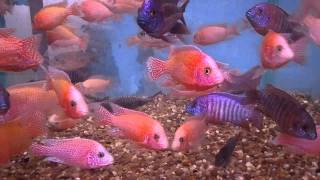 Aulonocara firefish and firefish quot Icequot [upl. by Araeit935]