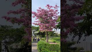 Beautiful Tabebuia Rosea in Indonesia [upl. by Yenattirb]