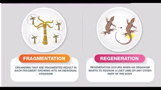 Difference between fragmentation and regeneration [upl. by Arny730]