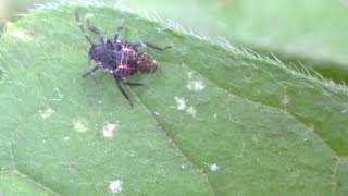 Halyomorpha halys Brown marmorated stink bug nymph with something strange on its back [upl. by Reube]