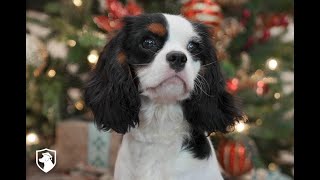 For Adoption quotWillowquot  TriColor Cavalier Ms Purple from Felicity amp Spurgeon [upl. by Egdirdle182]