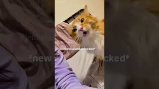 Cats can talk shortvideo cat mycatchannel funny petschannel yourcat pets catchannel [upl. by Rosita]