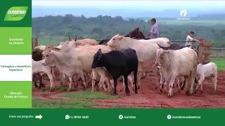 Inoculante Mercado de Ovos Controle de Carrapato  Ourofino Em Campo [upl. by Ateloiv]