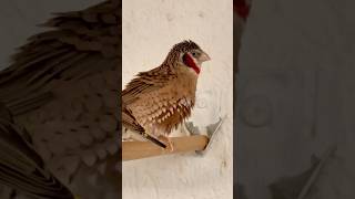 Male cutthroat finch Amadina fasciata Singing  bird sounds bird birds animals nature pets [upl. by Anim683]