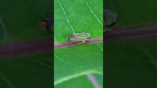 Backyard bug hunt  what is honeydew [upl. by Leziar]