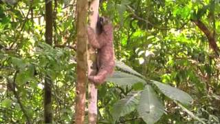 Sloth Climbing A Tree  Movin On Up [upl. by Frederico834]