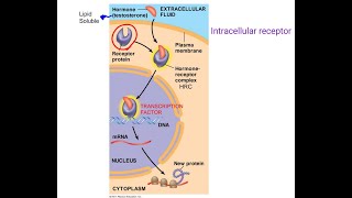 17 Cell biology  Cell signaling  Intracellular receptors  Transduction and Response شرح بالعربي [upl. by Ahseat]