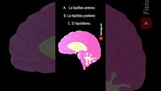 Repasa fisiología Endocrina  Preguntas y respuestas de la fisiología del sistema endocrino [upl. by Ihcelek]