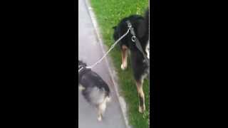 Grosser Hund und Kleiner Hund [upl. by Chi904]