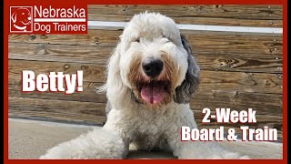 Betty  15Y Sheepadoodle  Off Leash Reliable Dog Training Nebraska [upl. by Galloway]