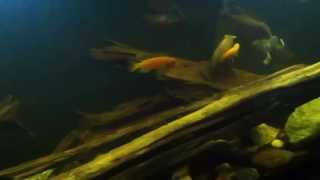 Male Auratus Cichlid vs Female Auratus Cichlid [upl. by Anilam108]