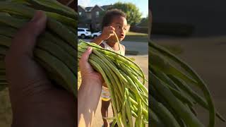 String beans harvest 2024 from Dallas Texas [upl. by Deanna995]