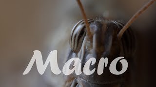 Lumix FZ2000  FZ2500  FZH1  Opteka 10x Achromat  Nahlinse  Macro Samples  4K [upl. by Erroll424]