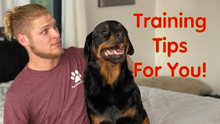 Rottweiler Training Guide  How To Love Them [upl. by Anih287]