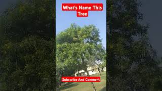 Tree name  reels [upl. by Anitroc]