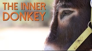 The Inner Donkey  A Donkeys Personality [upl. by Hewett360]