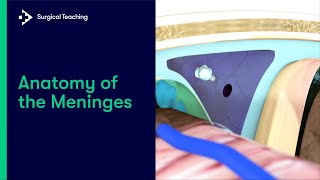 Anatomy of the Meninges [upl. by Ursala]