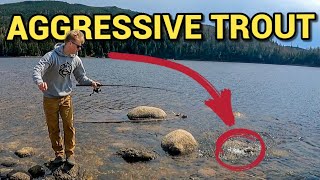 Fishing For Huge Brook Trout In Newfoundland [upl. by Nalod]