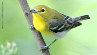 Yellowthroated Vireo Song [upl. by Nilad]